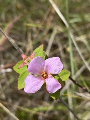 Rhexia petiolata