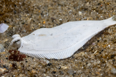 Pleuronichthys