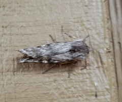 Lithomoia germana