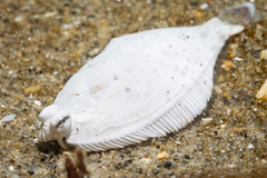 Pleuronichthys