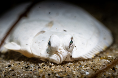 Pleuronichthys