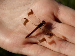Sympetrum pedemontanum