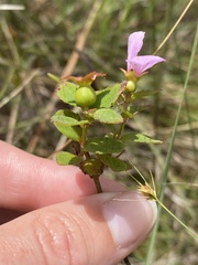 Rhexia petiolata