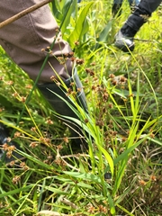 Juncus canadensis