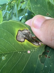 Chrysaster ostensackenella