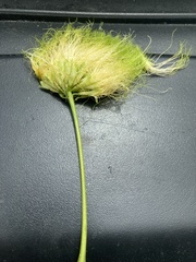 Chloroleucon mangense