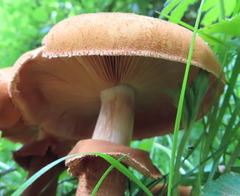 Cystoderma