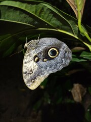 Caligo telamonius memnon