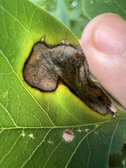 Chrysaster ostensackenella