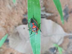 Euthyrhynchus floridanus