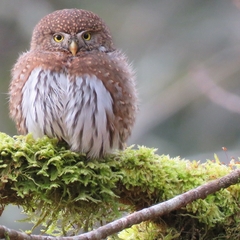Glaucidium gnoma