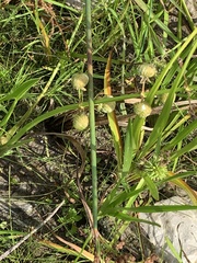 Sparganium americanum