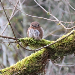 Glaucidium gnoma