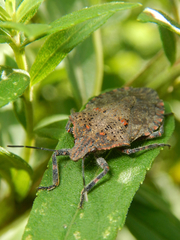 Brochymena quadripustulata