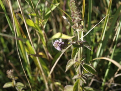 Mentha aquatica