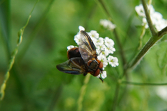 Phasia hemiptera