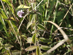 Mentha aquatica