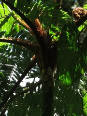 Cyathea