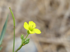 Diplotaxis tenuifolia