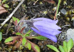 Campanula lasiocarpa