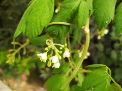 Cardiospermum grandiflorum