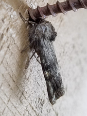 Lithomoia germana