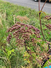 Cicuta maculata maculata
