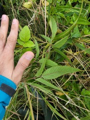 Cicuta maculata maculata