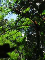 Cyathea