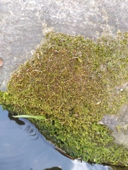 Leptodictyum riparium