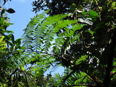 Cyathea