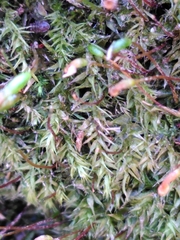Leptodictyum riparium