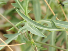 Diplotaxis tenuifolia
