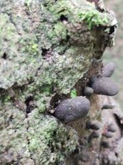 Hypoxylaceae