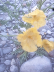 Papaver alpinum