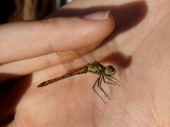 Sympetrum depressiusculum