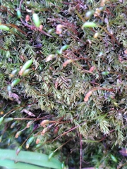 Leptodictyum riparium