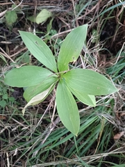 Lilium martagon