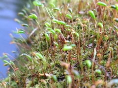 Leptodictyum riparium