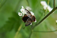 Phasia hemiptera
