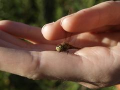 Sympetrum depressiusculum