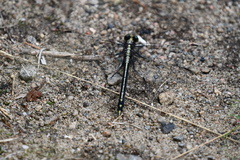 Dromogomphus spinosus