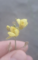 Diplotaxis tenuifolia