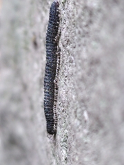 Tachypodoiulus niger
