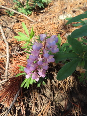 Lupinus latifolius