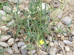 Diplotaxis tenuifolia