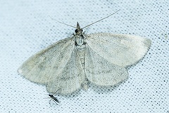 Psammotis pulveralis