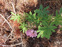 Lupinus latifolius