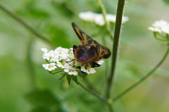 Phasia hemiptera