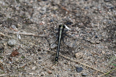 Dromogomphus spinosus